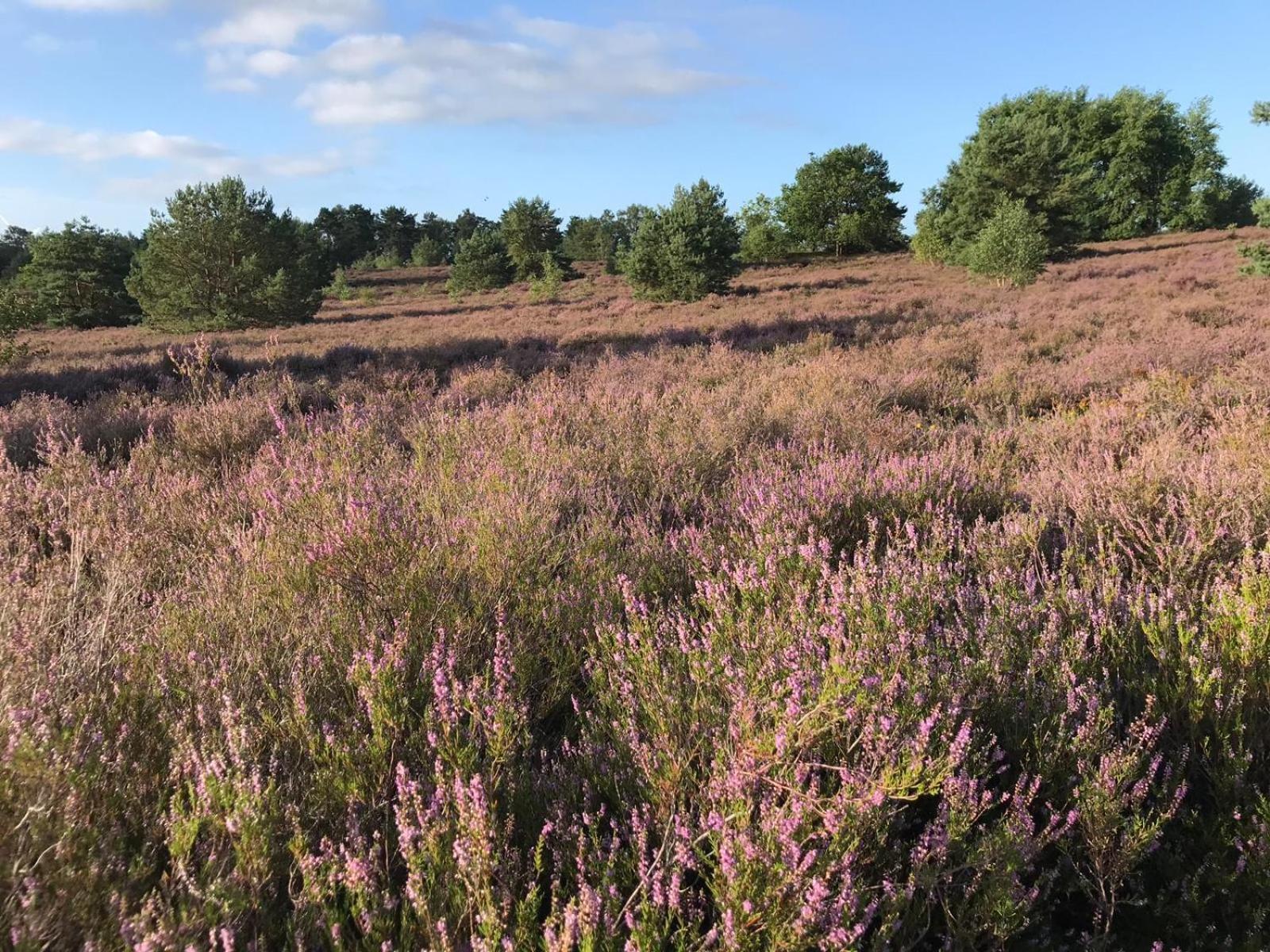 Апартаменты Traumhaftes Anwesen In Der Lueneburger Heide Зольтау Экстерьер фото
